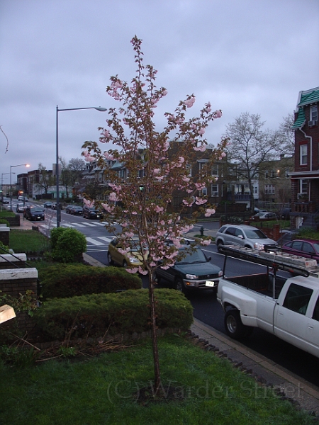 Kwanzan Cherry Tree 2007 01.jpg